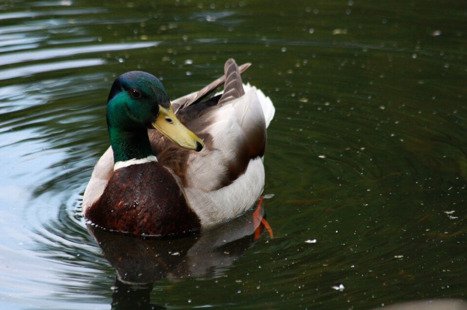 Water bird bird duck wild birds