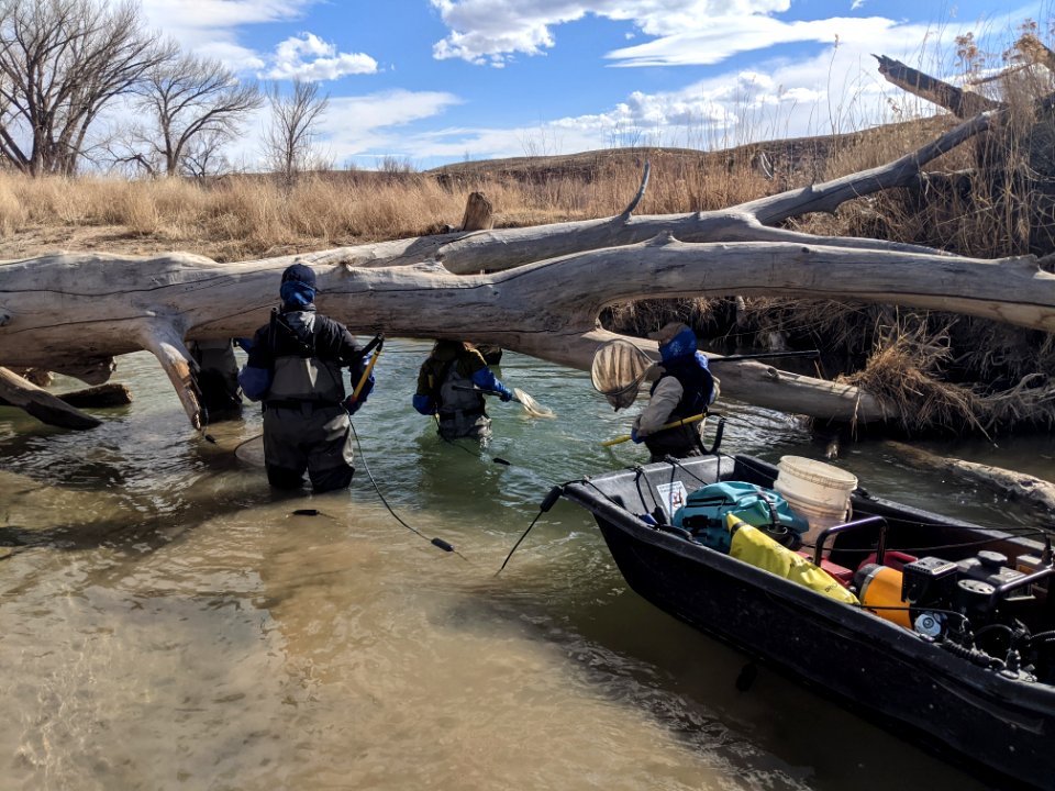 Barge Electrofishing