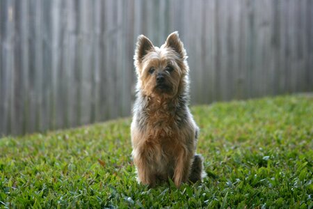 Dog terrier pet photo