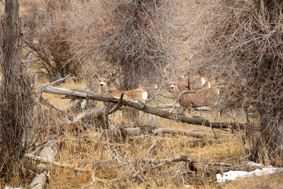 Mule deer at Seedskadee National Wildlife Refuge