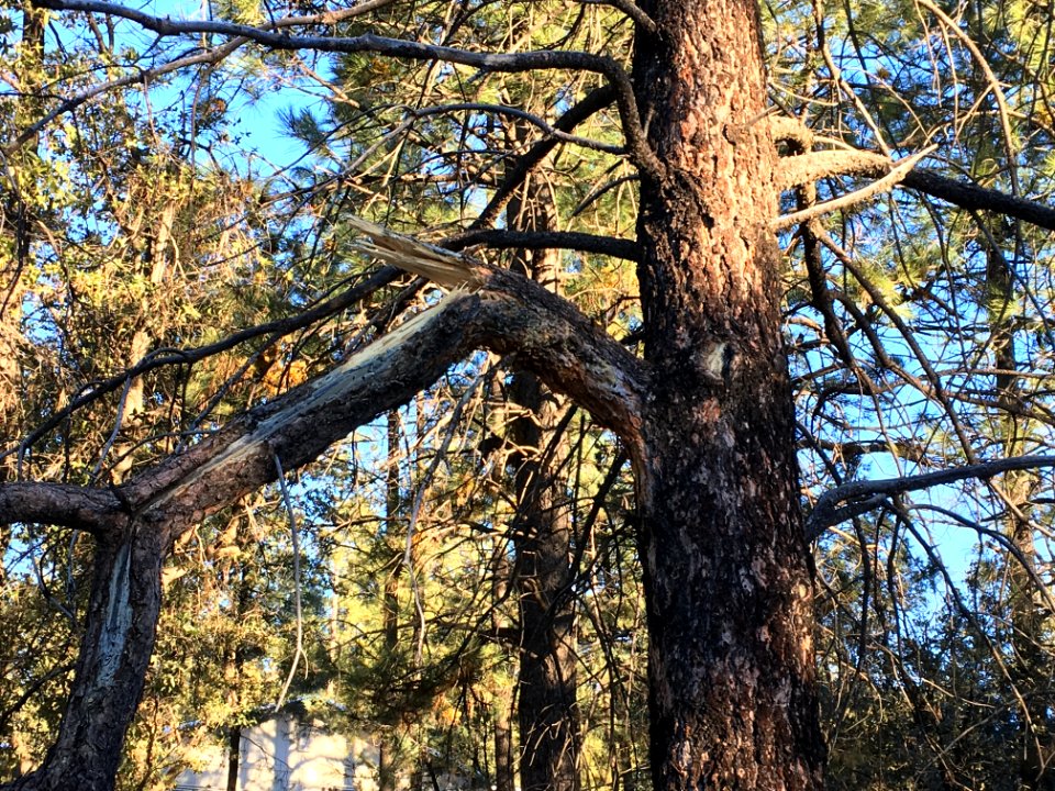 Pine SNAP