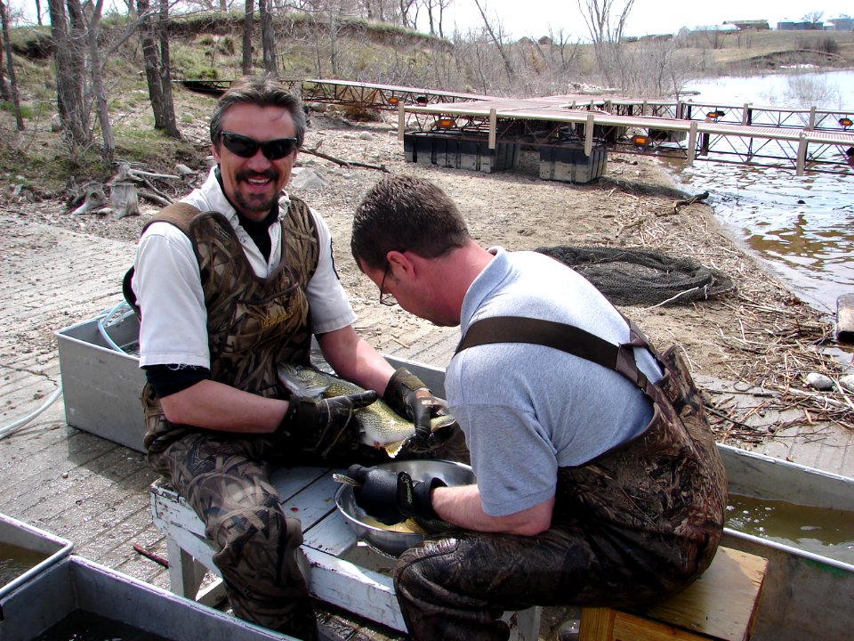 Walleye spawning on Lake Sakakawea