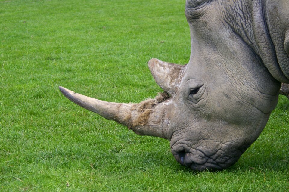 Rhinoceros mammal zoo animals
