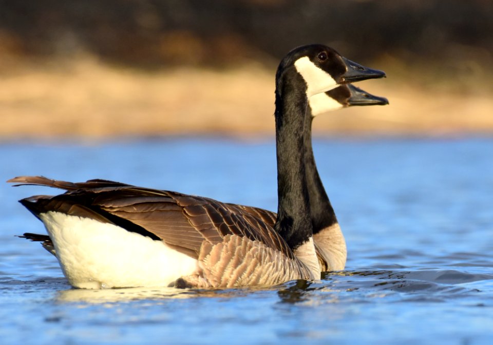 Canada geese at LaCreek  National Wildlife Refuge
