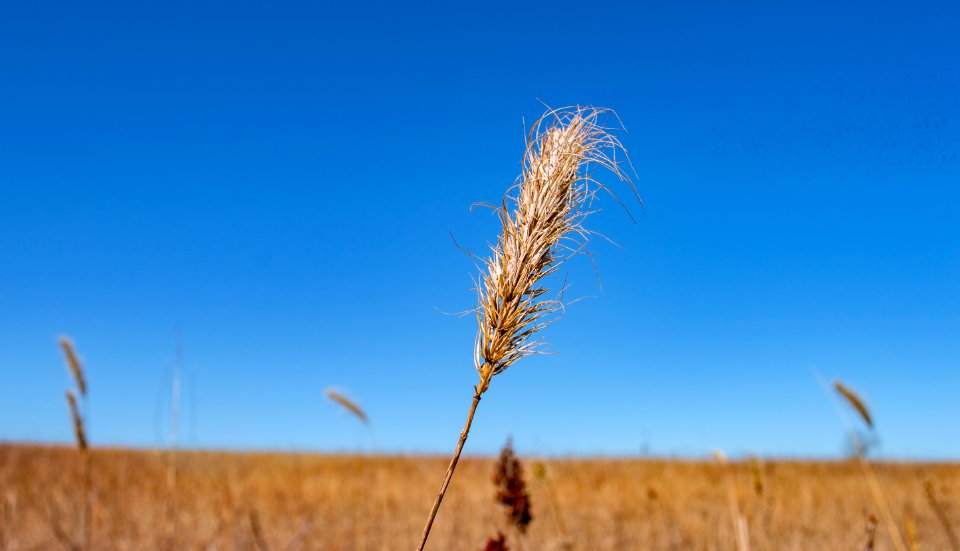 Wild rye against the sky