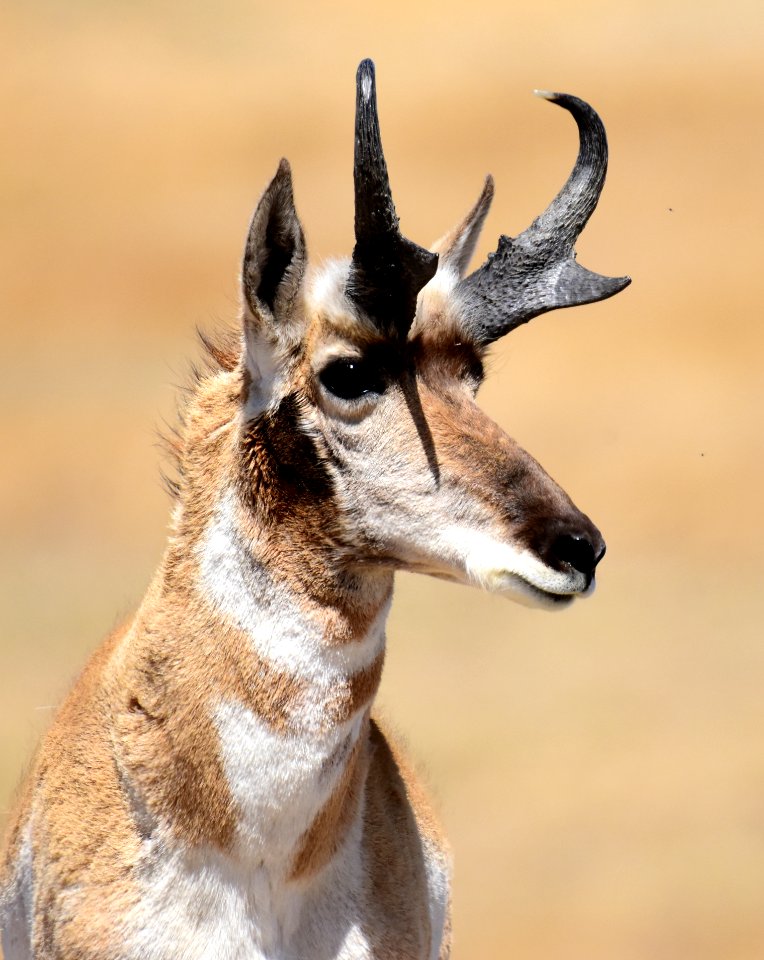 Pronghorn at Seedskadee National Wildlife Refuge