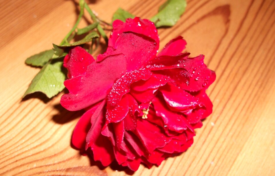 Red rose heart romance