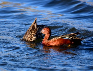 Cinnamon teal at Seedskadee National Wildlife Refuge