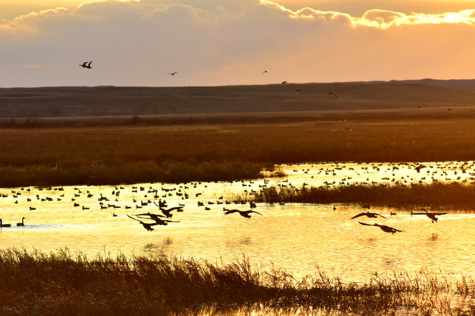 Waterfowl on LaCreek National Wildlife Refuge