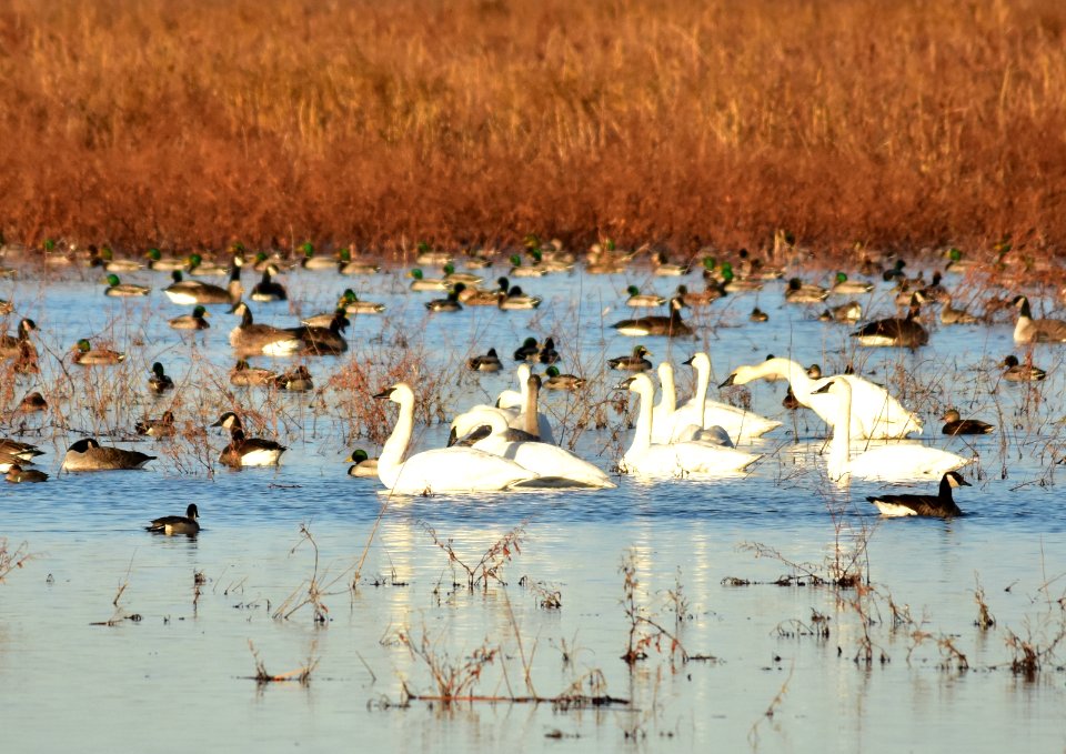 Waterfowl on LaCreek National Wildlife Refuge