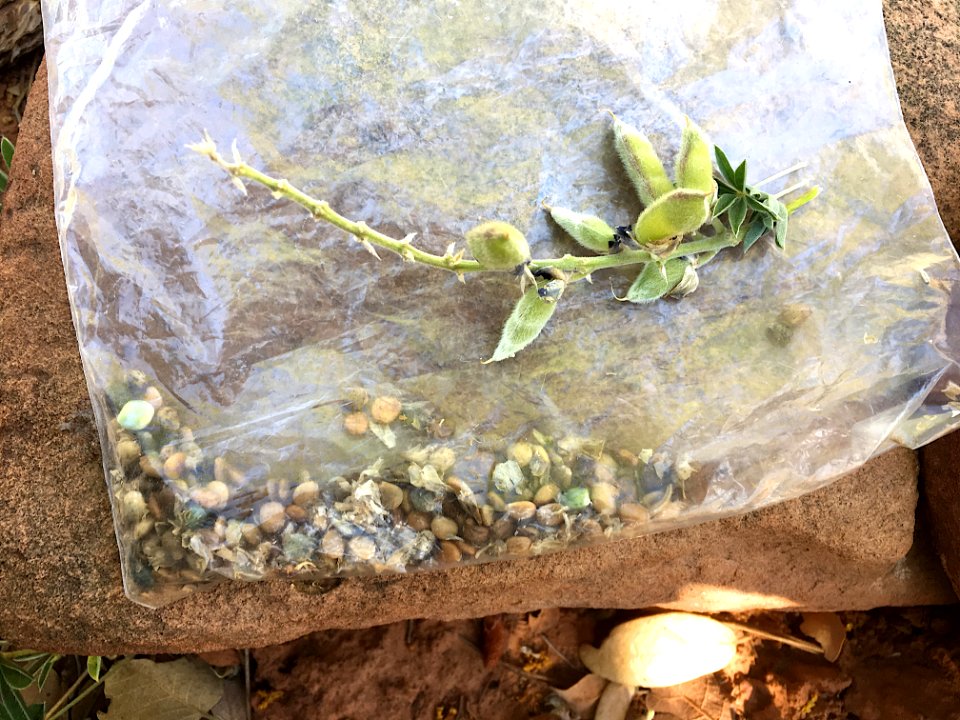 Harvesting Wild Lupine Seeds