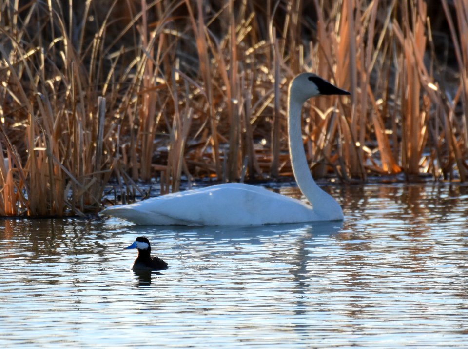 Ruddy duck and trumpeter swan on Seedskadee National Wildlife Refuge