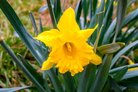 Weeping Daffodil photo