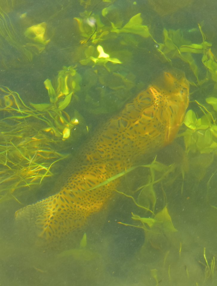 Rainbow Trout photo