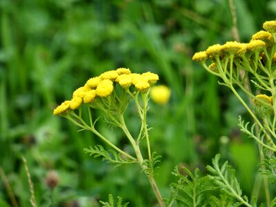 Yellow faerbepflanze summer