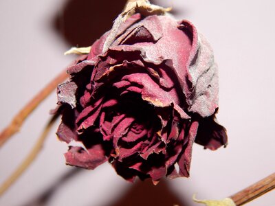 Dry rose red