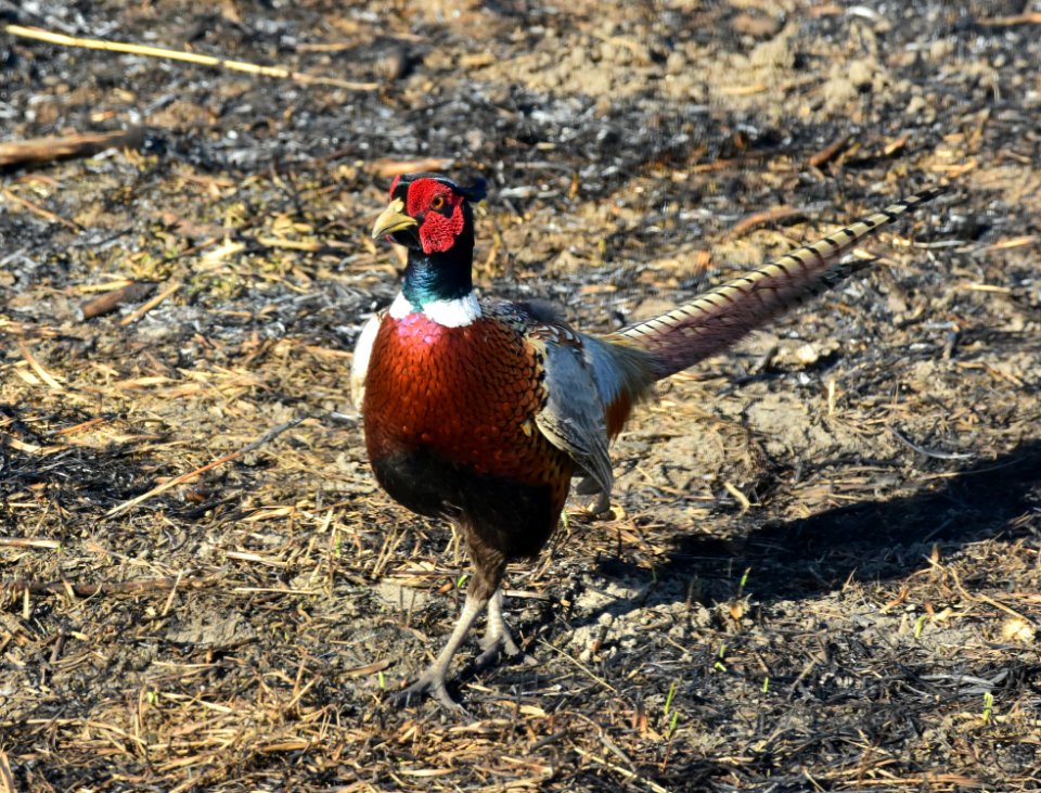 Ring-necked pheasant at LaCreek National Wildlife Refuge