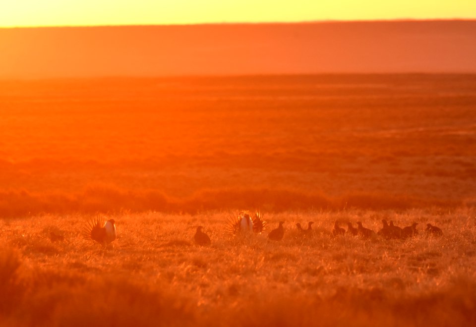 Greater sage-grouse near Seedskadee National Wildlife Refuge