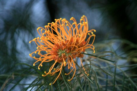 Nature plant native