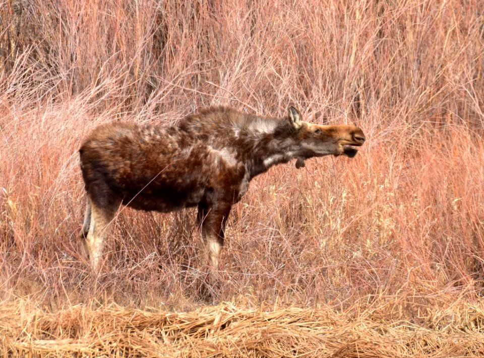 Moose at Seedskadee National Wildlife Refuge