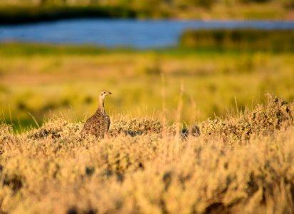 Greater sage-grouse on Seedskadee National Wildlife Refuge