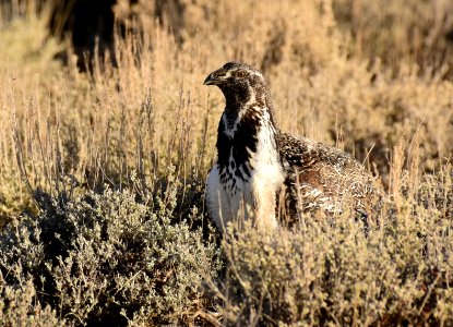 Greater sage-grouse at Seedskadee National Wildlife Refuge