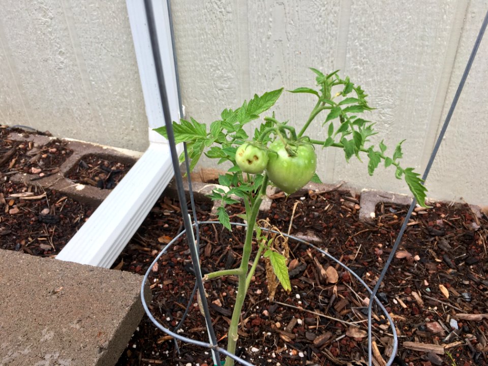 My Mighty Tomato Plant