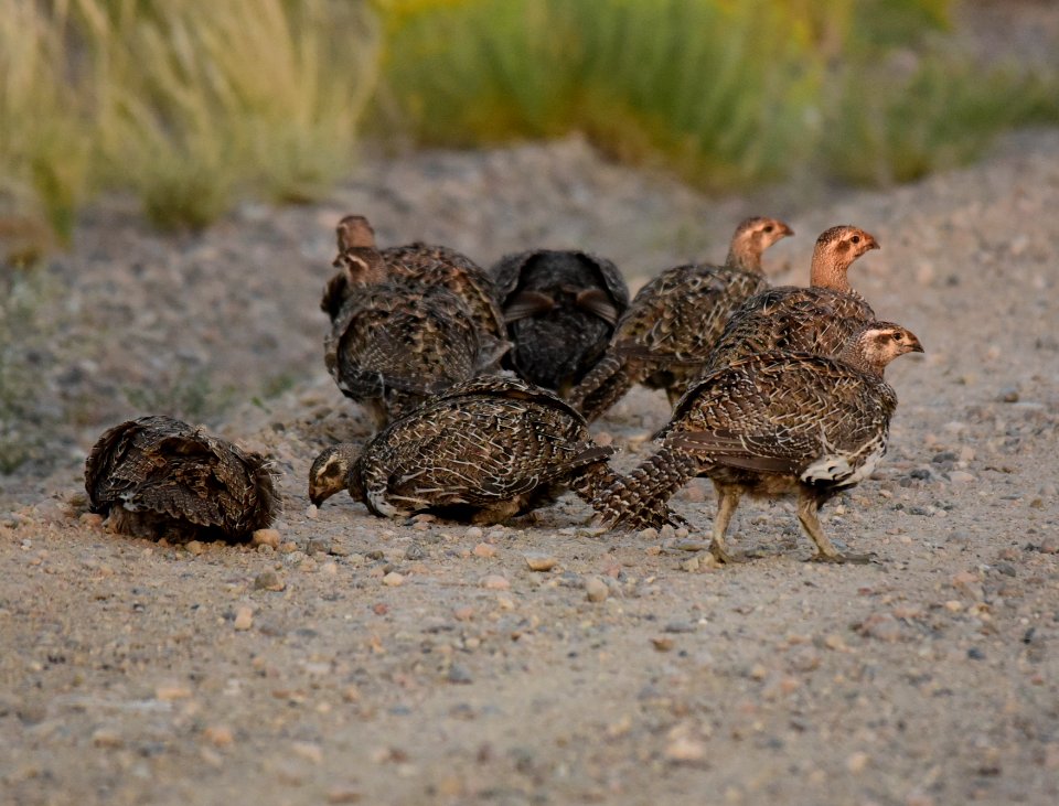 Greater sage-grouse at Seedskadee National Wildlife Refuge