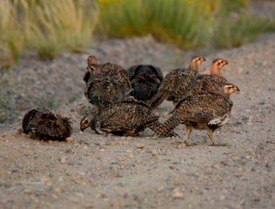 Greater sage-grouse at Seedskadee National Wildlife Refuge