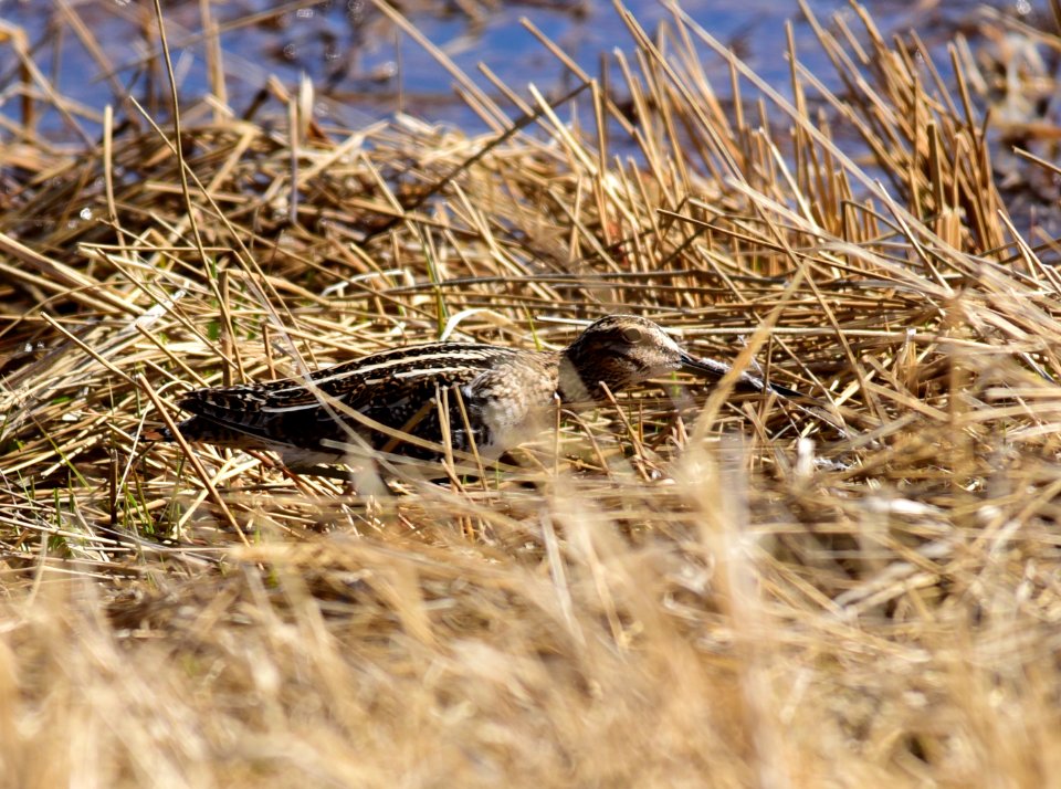 Wilson's snipe at Seedskadee National Wildlife Refuge