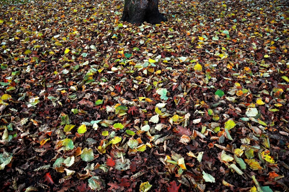 Nature seasonal colorful
