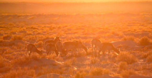 Pronghorn on Seedskadee National Wildlife Refuge