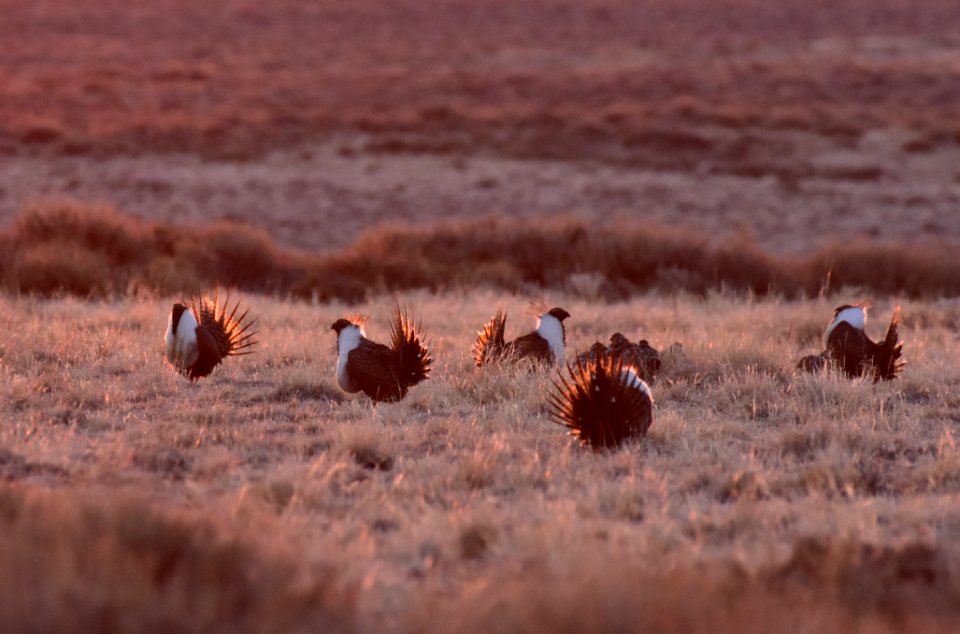 Greater sage-grouse near Seedskadee National Wildlife Refuge