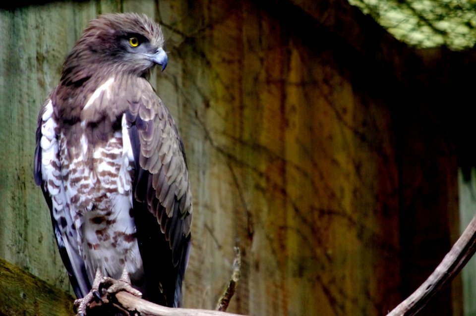 epervier puy du fou