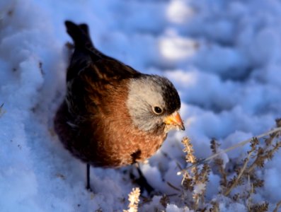 Gray-crowned rosy-finch at Seedskadee National Wildlife Refuge photo