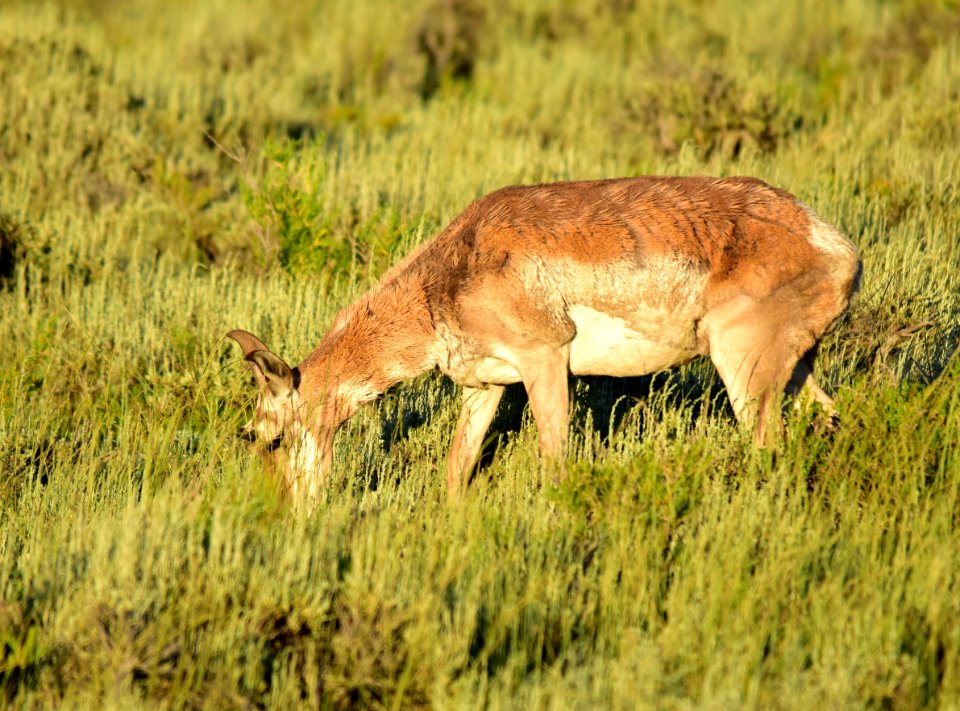 Pronghorn at Arapaho National Wildlife Refuge