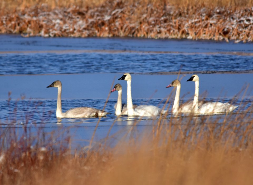 Trumpeter swans at LaCreek National Wildlife Refuge
