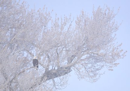 Bald eagle at Seedskadee National Wildlife Refuge