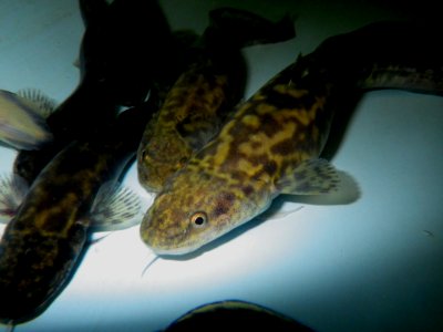 Burbot yearlings