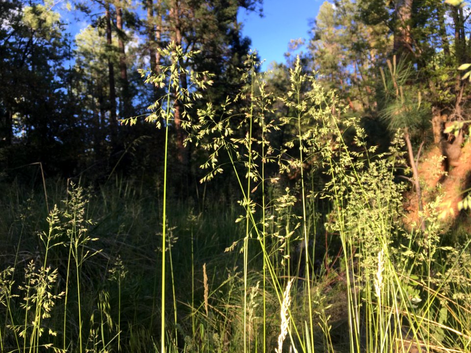 Grass catches ssunset