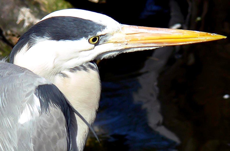 Antwerp Zoo 29-03-2008 - Heron