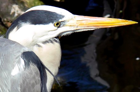 Antwerp Zoo 29-03-2008 - Heron
