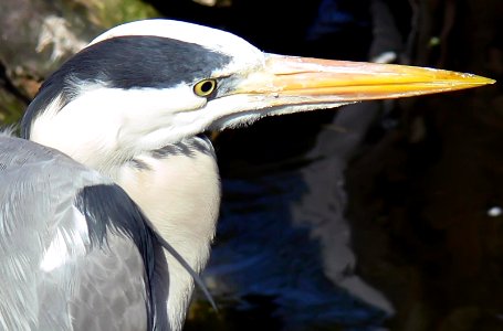 Antwerp Zoo 29-03-2008 - Heron photo