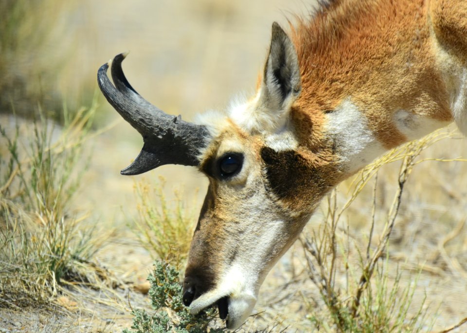 Pronghorn at Seedskadee National Wildlife Refuge