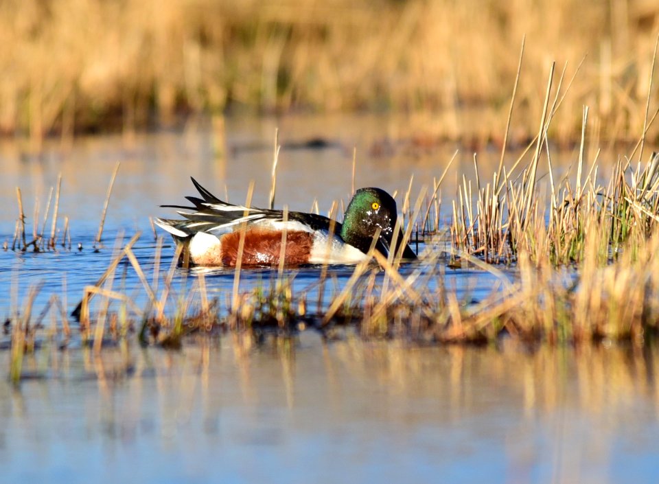 Northern shoveler on Seedskadee National Wildlife Refuge