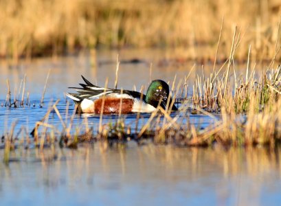 Northern shoveler on Seedskadee National Wildlife Refuge