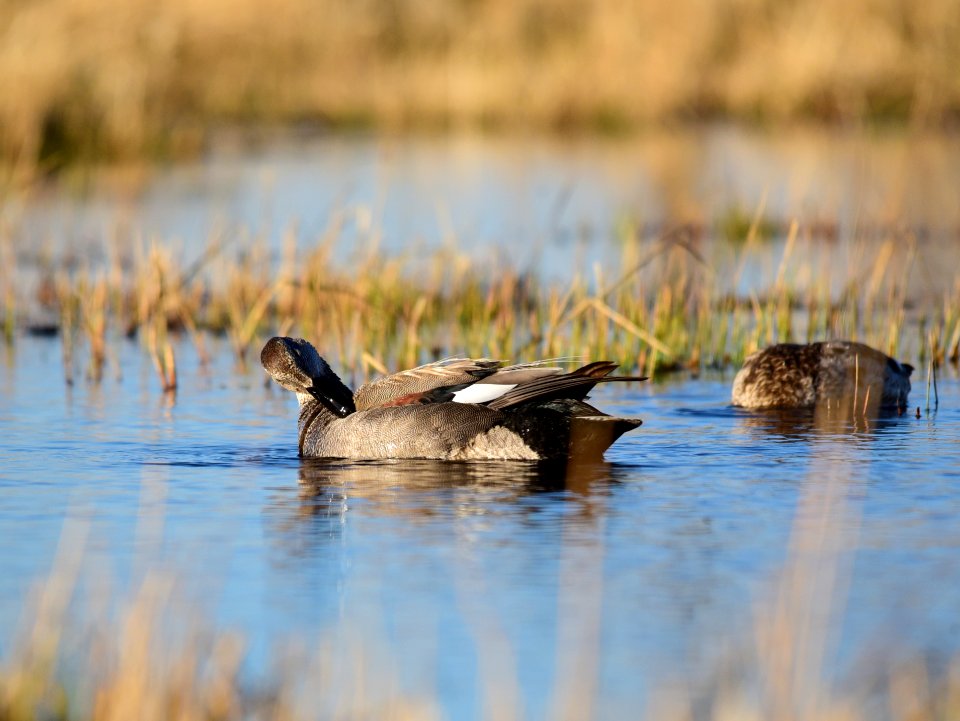 Gadwall at Seedskadee National Wildlife Refuge