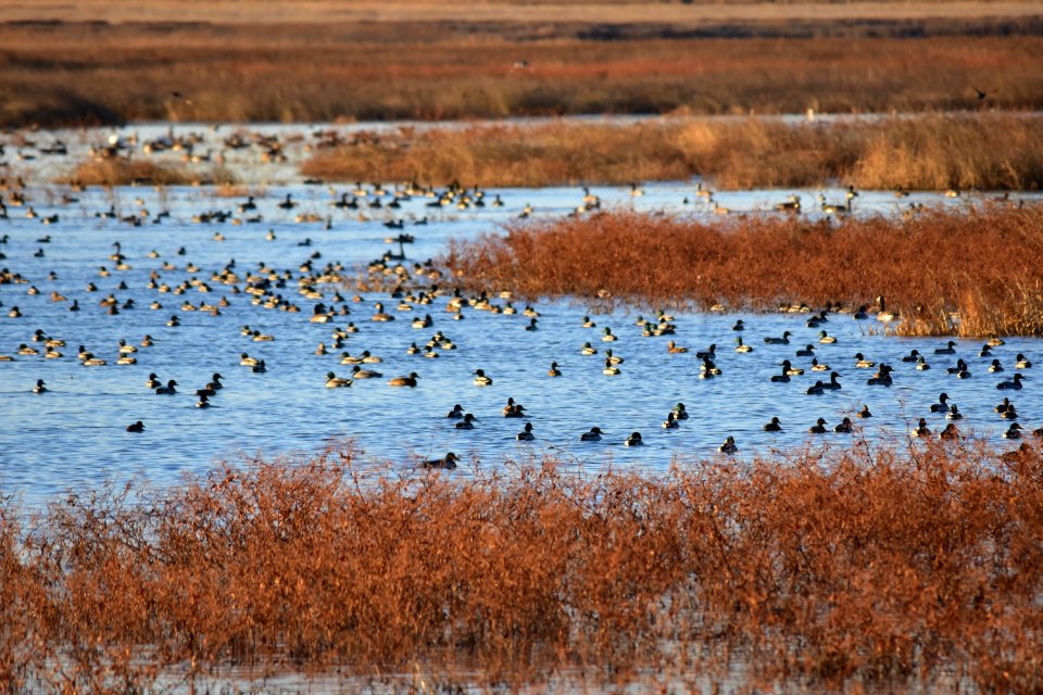 Waterfowl on LaCreek National Wildlife Refuge