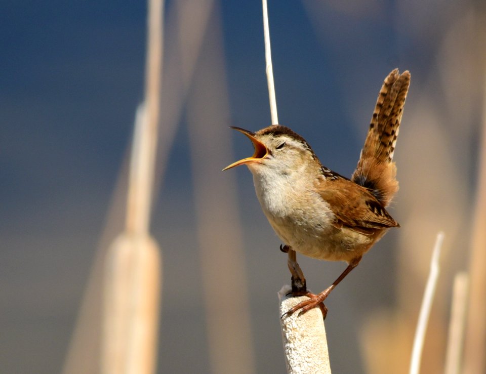 Marsh wren at Seedskadee National Wildlife Refuge