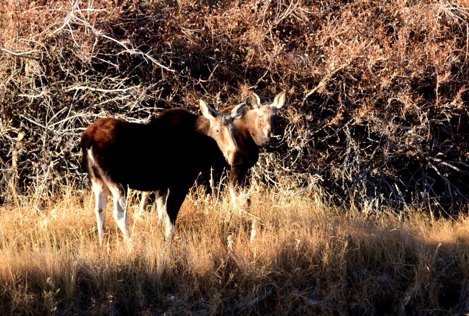 Moose at Seedskadee National Wildlife Refuge